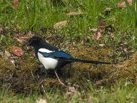 Pica pica 118, Ekster, Saxifraga-Jan van der Straaten