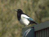 Pica pica 12, Ekster, Saxifraga-Jan van der Straaten