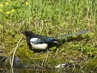 Pica pica 13, Ekster, Saxifraga-Jan van der Straaten