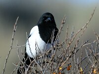 Pica pica 14, Ekster, Saxifraga-Piet Munsterman