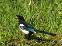 Pica pica 15, Ekster, Saxifraga-Jan van der Straaten