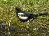 Pica pica 16, Ekster, Saxifraga-Jan van der Straaten