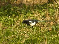 Pica pica 17, Ekster, Saxifraga-Jan van der Straaten