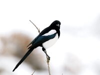 Pica pica 18, Ekster, Saxifraga-Piet Munsterman