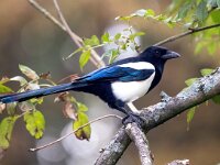 Pica pica 19, Ekster, Saxifraga-Bart Vastenhouw