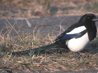 Pica pica 2, Ekster, Saxifraga-Piet Munsterman