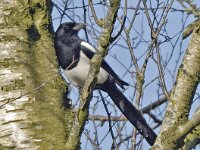 Pica pica 20, Ekster, Saxifraga-Ab H Baas