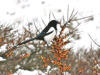 Pica pica 21, Ekster, Saxifraga-Piet Munsterman