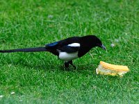 Pica pica 22, Ekster, Saxifraga-Piet Munsterman