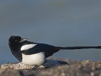 Pica pica 24, Ekster, Saxifraga-Rik Kruit