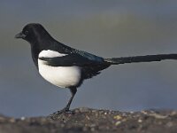 Pica pica 25, Ekster, Saxifraga-Rik Kruit