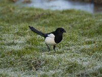 Pica pica 26, Ekster, Saxifraga-Jan Nijendijk