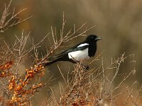 Pica pica 3, Ekster, Saxifraga-Piet Munsterman