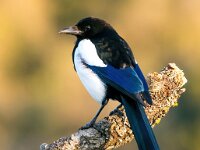 Pica pica 31, Ekster, Saxifraga-Bart Vastenhouw