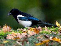 Pica pica 33, Ekster, Saxifraga-Bart Vastenhouw