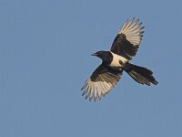 Pica pica 4, Ekster, Saxifraga-Luc Hoogenstein