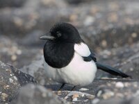 Pica pica 5, Ekster, Saxifraga-Luc Hoogenstein : Zuid-holland, bird, januari, january, vogel