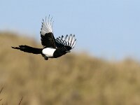 Pica pica 6, Ekster, Saxifraga-Piet Munsterman