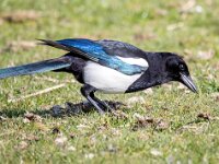 Pica pica 69, Ekster, Saxifraga-Bart Vastenhouw