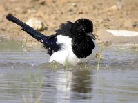 Pica pica 7, Ekster, Saxifraga-Iztok Skornik