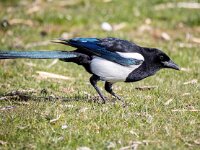 Pica pica 71, Ekster, Saxifraga-Bart Vastenhouw