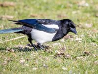 Pica pica 72, Ekster, Saxifraga-Bart Vastenhouw