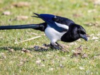 Pica pica 73, Ekster, Saxifraga-Bart Vastenhouw