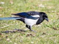 Pica pica 74, Ekster, Saxifraga-Bart Vastenhouw