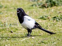 Pica pica 79, Ekster, Saxifraga-Bart Vastenhouw