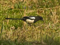 Pica pica 8, Ekster, Saxifraga-Jan van der Straaten