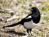 Pica pica 81, Ekster, Saxifraga-Bart Vastenhouw