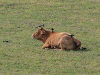 Pica pica 83, Ekster, Saxifraga-Bart Heijne : 2024, Frankrijk, Nages, eksters, koe, september, vakantie, vogel, wandeling, zoogdier