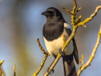 Eurasian magpie in light of setting sun  Eurasian magpie or common magpie (Pica pica) on branch lit by setting sun with blue sky in background : Eurasian, Netherlands, adorable, animal, annoying, background, beak, beautiful, bird, black, blue, branch, british, close, closeup, colorful, common, corvid, corvidae, england, environment, europe, european, family, fauna, field, forest, frontal, funny, landscape, looking, magpie, moss, mossy, natural, nature, one, perched, perching, pest, pet, pica, rural, stump, tree, vertical, view, white, wild, wildlife