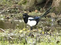 Pica pica 85, Ekster, adult, Saxifraga-Theo Verstrael