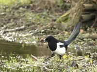 Pica pica 86, Ekster, adult, Saxifraga-Theo Verstrael