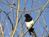 Pica pica 89, Ekster, adult, Saxifraga-Theo Verstrael