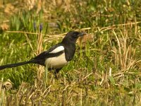 Pica pica 9, Ekster, Saxifraga-Jan van der Straaten