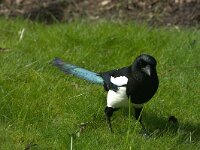 Pica pica 90, Ekster, adult, Saxifraga-Theo Verstrael