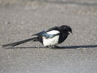 Pica pica 92, Ekster, adult, Saxifraga-Theo Verstrael