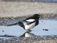 Pica pica 93, Ekster, adult, Saxifraga-Theo Verstrael