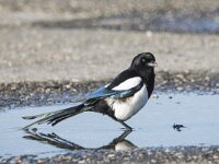 Pica pica 94, Ekster, adult, Saxifraga-Theo Verstrael