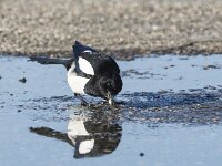 Pica pica 95, Ekster, adult, Saxifraga-Theo Verstrael