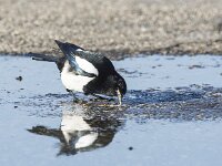 Pica pica 96, Ekster, adult, Saxifraga-Theo Verstrael