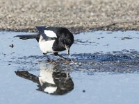 Pica pica 97, Ekster, adult, Saxifraga-Theo Verstrael