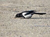 Pica pica 98, Ekster, adult, Saxifraga-Theo Verstrael