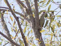 Picus canus 3, Grijskopspecht, Saxifraga-Mark Zekhuis