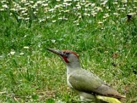 Picus sharpei 2, Iberische groene specht, adult, Saxifraga-Theo Verstrael