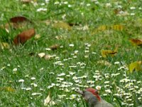 Picus sharpei 3, Iberische groene specht, adult, Saxifraga-Theo Verstrael
