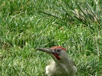 Picus sharpei 4, Iberische groene specht, adult, Saxifraga-Theo Verstrael