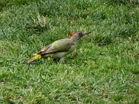 Picus sharpei 6, Iberische groene specht, adult, Saxifraga-Theo Verstrael
